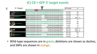 (C) C9 + GFP 3' target events
• Wild-type sequences are in green, deletions are shown as dashes,
and SNPs are shown in orange.
 