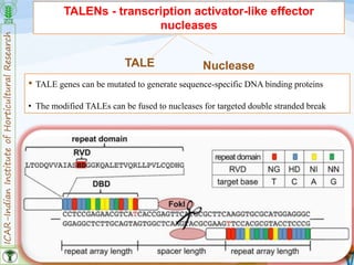 ICAR-IndianInstituteofHorticulturalResearch
13
TALENs - transcription activator-like effector
nucleases
TALE Nuclease
• TALE genes can be mutated to generate sequence-specific DNA binding proteins
• The modified TALEs can be fused to nucleases for targeted double stranded break
 