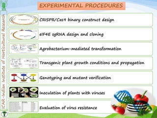 ICAR-IndianInstituteofHorticulturalResearch
19
EXPERIMENTAL PROCEDURES
CRISPR/Cas9 binary construct design
eIF4E sgRNA design and cloning
Agrobacterium-mediated transformation
Transgenic plant growth conditions and propagation
Genotyping and mutant verification
Inoculation of plants with viruses
Evaluation of virus resistance
 