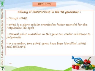 ICAR-IndianInstituteofHorticulturalResearch
20
RESULTS
Efficacy of CRISPR/Cas9 in the T0 generation :
• Disrupt eIF4E
• eIF4E is a plant cellular translation factor essential for the
Potyviridae life cycle
• Natural point mutations in this gene can confer resistance to
potyviruses
• In cucumber, two eIF4E genes have been identified, eIF4E
and eIF(iso)4E
 