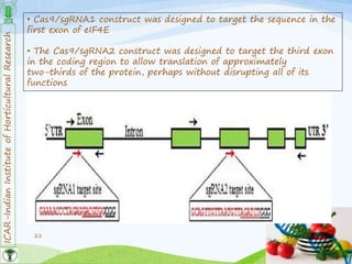 ICAR-IndianInstituteofHorticulturalResearch
21
• Cas9/sgRNA1 construct was designed to target the sequence in the
first exon of eIF4E
• The Cas9/sgRNA2 construct was designed to target the third exon
in the coding region to allow translation of approximately
two-thirds of the protein, perhaps without disrupting all of its
functions
 
