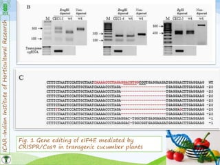 ICAR-IndianInstituteofHorticulturalResearch
22
Fig. 1 Gene editing of eIF4E mediated by
CRISPR/Cas9 in transgenic cucumber plants
 