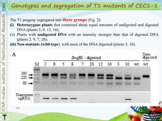 ICAR-IndianInstituteofHorticulturalResearch
23
Genotypes and segregation of T1 mutants of CEC1-1
The T1 progeny segregated into three groups (Fig. 2):
(i) Heterozygous plants that contained about equal amounts of undigested and digested
DNA (plants 5, 8, 12, 16);
(ii) Plants with undigested DNA with an intensity stronger than that of digested DNA
(plants 2, 9, 7, 20);
(iii) Non-mutants (wild-type), with most of the DNA digested (plants 3, 10).
 