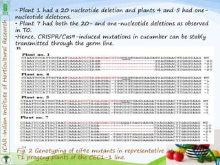 ICAR-IndianInstituteofHorticulturalResearch
24
• Plant 1 had a 20 nucleotide deletion and plants 4 and 5 had one-
nucleotide deletions.
• Plant 7 had both the 20- and one-nucleotide deletions as observed
in T0.
•Hence, CRISPR/Cas9-induced mutations in cucumber can be stably
transmitted through the germ line.
Fig. 2 Genotyping of eif4e mutants in representative
T1 progeny plants of the CEC1-1 line.
 