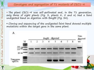 ICAR-IndianInstituteofHorticulturalResearch
25
Genotypes and segregation of T1 mutants of CEC1-4
 The plant CEC1-4 was self-pollinated and, in the T1 generation,
only three of eight plants (Fig. 3, plants 4, 5 and 6) had a faint
undigested band on digestion with BmgBI (Fig. 3A).
 Cloning and sequencing of the undigested faint band showed multiple
mutations within the target gene in the same plant.
 