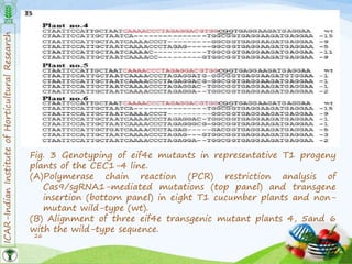 ICAR-IndianInstituteofHorticulturalResearch
26
Fig. 3 Genotyping of eif4e mutants in representative T1 progeny
plants of the CEC1-4 line.
(A)Polymerase chain reaction (PCR) restriction analysis of
Cas9/sgRNA1-mediated mutations (top panel) and transgene
insertion (bottom panel) in eight T1 cucumber plants and non-
mutant wild-type (wt).
(B) Alignment of three eif4e transgenic mutant plants 4, 5and 6
with the wild-type sequence.
 