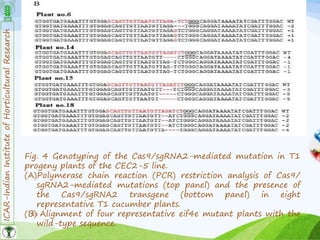 ICAR-IndianInstituteofHorticulturalResearch
28
Fig. 4 Genotyping of the Cas9/sgRNA2-mediated mutation in T1
progeny plants of the CEC2-5 line.
(A)Polymerase chain reaction (PCR) restriction analysis of Cas9/
sgRNA2-mediated mutations (top panel) and the presence of
the Cas9/sgRNA2 transgene (bottom panel) in eight
representative T1 cucumber plants.
(B) Alignment of four representative eif4e mutant plants with the
wild-type sequence.
 