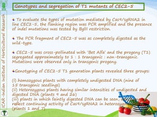 ICAR-IndianInstituteofHorticulturalResearch
29
Genotypes and segregation of T1 mutants of CEC2-5
To evaluate the types of mutation mediated by Cas9/sgRNA2 in
line CEC2-5, the flanking region was PCR amplified and the presence
of indel mutations was tested by BglII restriction.
The PCR fragment of CEC2-5 was as completely digested as the
wild-type.
CEC2-5 was cross-pollinated with ‘Bet Alfa’ and the progeny (T1)
segregated approximately to 1 : 1 transgenic : non-transgenic.
Mutations were observed only in transgenic progeny.
Genotyping of CEC2-5 T1 generation plants revealed three groups:
(i) homozygous plants with completely undigested DNA (nine of
15 transgenic seedlings)
(ii) Heterozygous plants having similar intensities of undigested and
digested DNA (plants 9 and 26)
(iii) plants in which faintly digested DNA can be seen, which may
reflect continuing activity of Cas9/sgRNA2 in heterozygous plants
(plants 1 and 7)
 