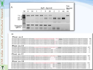 ICAR-IndianInstituteofHorticulturalResearch
30
 