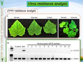 ICAR-IndianInstituteofHorticulturalResearch
32
CVYV resistance analysis
Virus resistance analysis
 