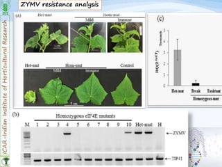 ICAR-IndianInstituteofHorticulturalResearch
33
ZYMV resistance analysis
 