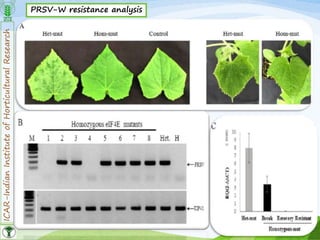 ICAR-IndianInstituteofHorticulturalResearch
35
PRSV-W resistance analysis
 