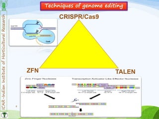 ICAR-IndianInstituteofHorticulturalResearch
8
Techniques of genome editing
CRISPR/Cas9
ZFN TALEN
 