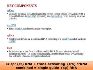 .
Crispr (cr) RNA + trans-activating (tra) crRNA
combined = single guide (sg) RNA
 