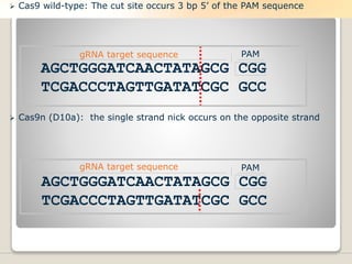  Cas9 wild-type: The cut site occurs 3 bp 5’ of the PAM sequence
 Cas9n (D10a): the single strand nick occurs on the opposite strand
AGCTGGGATCAACTATAGCG CGG
TCGACCCTAGTTGATATCGC GCC
gRNA target sequence PAM
AGCTGGGATCAACTATAGCG CGG
TCGACCCTAGTTGATATCGC GCC
gRNA target sequence PAM
 