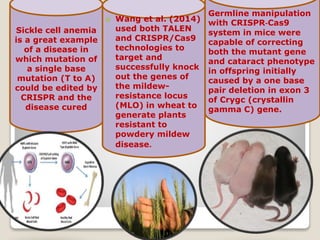Cont…Sickle cell anemia
is a great example
of a disease in
which mutation of
a single base
mutation (T to A)
could be edited by
CRISPR and the
disease cured
 Wang et al. (2014)
used both TALEN
and CRISPR/Cas9
technologies to
target and
successfully knock
out the genes of
the mildew-
resistance locus
(MLO) in wheat to
generate plants
resistant to
powdery mildew
disease.
Germline manipulation
with CRISPR‐Cas9
system in mice were
capable of correcting
both the mutant gene
and cataract phenotype
in offspring initially
caused by a one base
pair deletion in exon 3
of Crygc (crystallin
gamma C) gene.
 