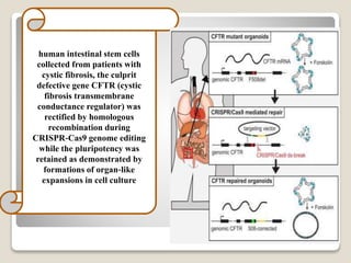 Cont…
 Inhuman intestinal stem cells
collected from patients with
cystic fibrosis, the culprit
defective gene CFTR (cystic
fibrosis transmembrane
conductance regulator) was
rectified by homologous
recombination during
CRISPR‐Cas9 genome editing
while the pluripotency was
retained as demonstrated by
formations of organ‐like
expansions in cell culture
 