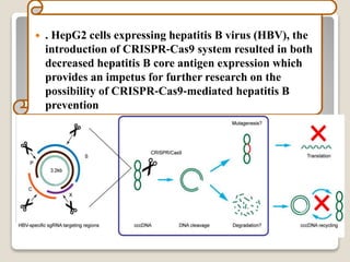  . HepG2 cells expressing hepatitis B virus (HBV), the
introduction of CRISPR‐Cas9 system resulted in both
decreased hepatitis B core antigen expression which
provides an impetus for further research on the
possibility of CRISPR‐Cas9‐mediated hepatitis B
prevention
 