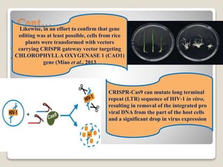 Cont…

 .
CRISPR‐Cas9 can mutate long terminal
repeat (LTR) sequence of HIV‐1 in vitro,
resulting in removal of the integrated pro
viral DNA from the part of the host cells
and a significant drop in virus expression.
Likewise, in an effort to confirm that gene
editing was at least possible, cells from rice
plants were transformed with vectors
carrying CRISPR gateway vector targeting
CHLOROPHYLLA OXYGENASE 1 (CAO1)
gene (Miao et al., 2013
 