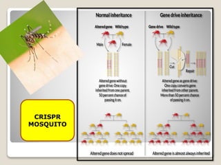 CRISPR
MOSQUITO
 