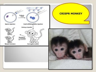 CRISPR MONKEY
 