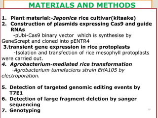 MATERIALS AND METHODS
1. Plant material:-Japonica rice cultivar(kitaake)
2. Construction of plasmids expressing Cas9 and guide
RNAs
-pUbi-Cas9 binary vector which is synthesise by
GeneScrept and cloned into pENTR4
3.transient gene expression in rice protoplasts
-Isolation and transfection of rice mesophyll protoplasts
were carried out.
4. Agrobacterium-mediated rice transformation
-Agrobacterium tumefaciens strain EHA105 by
electroporation.
5. Detection of targeted genomic editing events by
T7E1
6. Detection of large fragment deletion by sanger
sequencing
7. Genotyping 58
 