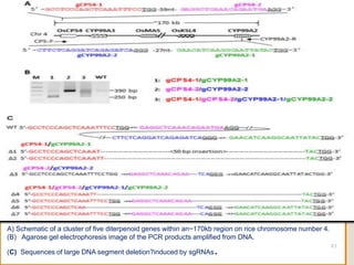 A) Schematic of a cluster of five diterpenoid genes within an~170kb region on rice chromosome number 4.
(B) Agarose gel electrophoresis image of the PCR products amplified from DNA.
(C) Sequences of large DNA segment deletion?induced by sgRNAs. 61
 