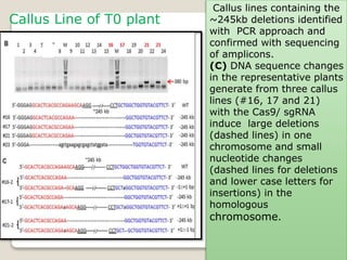 62
Callus Line of T0 plant
Callus lines containing the
~245kb deletions identified
with PCR approach and
confirmed with sequencing
of amplicons.
(C) DNA sequence changes
in the representative plants
generate from three callus
lines (#16, 17 and 21)
with the Cas9/ sgRNA
induce large deletions
(dashed lines) in one
chromosome and small
nucleotide changes
(dashed lines for deletions
and lower case letters for
insertions) in the
homologous
chromosome.
 