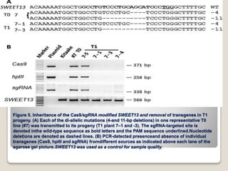 Figure 5. Inheritance of the Cas9/sgRNA modified SWEET13 and removal of transgenes in T1
progeny. (A) Each of the di-allelic mutations (4-and 11-bp deletions) in one representative T0
line (#7) was transmitted to its progeny (T1 plant 7–1 and -3). The sgRNA-targeted site is
denoted inthe wild-type sequence as bold letters and the PAM sequence underlined.Nucleotide
deletions are denoted as dashed lines. (B) PCR-detected presenceand absence of individual
transgenes (Cas9, hptII and sgRNA) fromdifferent sources as indicated above each lane of the
agarose gel picture.SWEET13 was used as a control for sample quality.
 