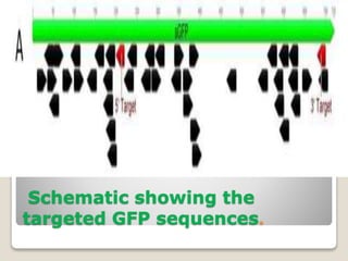 Schematic showing the
targeted GFP sequences.
 