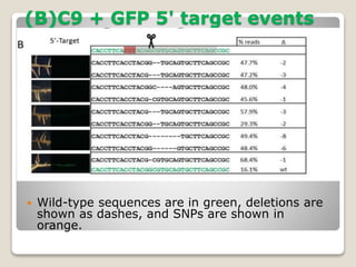 (B)C9 + GFP 5' target events
 Wild-type sequences are in green, deletions are
shown as dashes, and SNPs are shown in
orange.
 