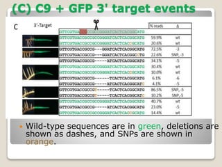 (C) C9 + GFP 3' target events
 Wild-type sequences are in green, deletions are
shown as dashes, and SNPs are shown in
orange.
 