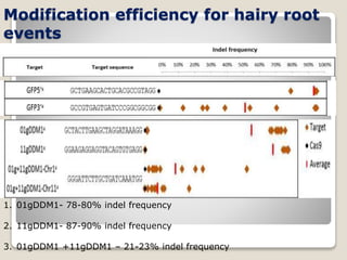 Modification efficiency for hairy root
events
1. 01gDDM1- 78-80% indel frequency
2. 11gDDM1- 87-90% indel frequency
3. 01gDDM1 +11gDDM1 – 21-23% indel frequency
 