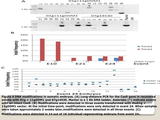 Figure 4 DNA modifications in somatic embryos. (A) Long-distance PCR for the Cas9 gene in recovered
events with 01g + 11gDDM1 and 07g14530. Marker is a 1 Kb DNA ladder. Asterisks (*) indicate events
with an intact Cas9. (B) Modifications were detected in three events transformed with the01g +
11gDDM1 vector. At the initial time-point, modifications were only detected in event 24. When samples
were taken approximately 2 weeks later,modifications were detected in all three events. (C)
Modifications were detected in 14 out of 16 individual regenerating embryos from event 24.
 