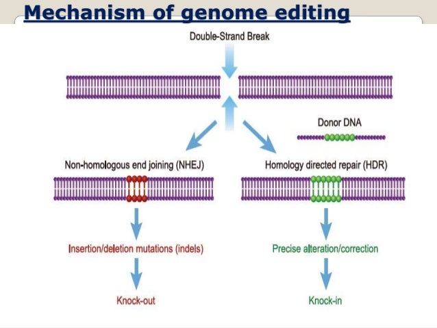 Crispr Cas9