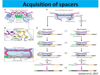 Acquisition of spacers
Jackson et al., 2017
 