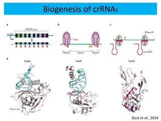 Biogenesis of crRNAS
Oost et al., 2014
 