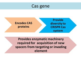 Cas gene
Encodes CAS
proteins
Provide
diversityto
CRISPR Cas
system
Provides enzymatic machinery
required for acquisition of new
spacers from targeting or invading
element
 