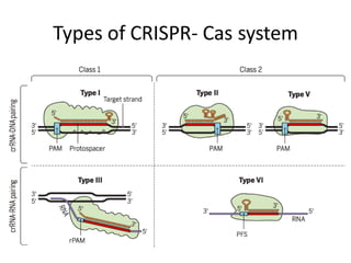 Types of CRISPR- Cas system
 