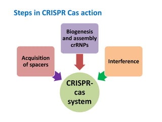 CRISPR-
cas
system
Acquisition
of spacers
Biogenesis
and assembly
crRNPs
Interference
Steps in CRISPR Cas action
 