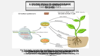 2.CONCEIVING “IMPROVED”
BABIES
3.CULTIVATING HUMAN ORGANS
IN PIGS
4.BRING EXTINCT SPECIES BACK
TO LIFE
5.CURE DISEASES
6.BOOST PLANTS AND IMPROVE
THEIR QUALITIES
the first baby genetically modified to immunize him against the
AIDS virus by deactivating a gene called CCR5
Human organs grown in genetically modified pigs.
Bringing the mammoth, the Tasmanian tiger or the back to life
thanks to CRISPR-Cas9.
injecting genetically modified T cells into a patient with
lung cancer so that they recognize and attack tumor
modifying plants without integrating foreign genes, CRISPR
could revolutionize varietal improvement while avoiding the
 
