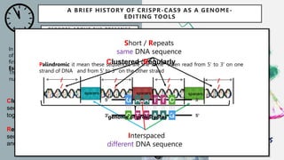 what does each word mean ?
Clustered mean that these repeating
sequences and spacers are usually found
together in a cluster (bound together)
Regularly refers to the fact that the repeating
sequences are usually of a consistent length
and pattern
In 1987, Yoshizumi Ishino and his team
of researchers from the Osaka University in Japan
first reported the presence of CRISPR, in the
Escherichia coli genome.
These refer to short, repeated sequences of DNA
nucleotides found within the genome of prokaryotes.
A BRIEF HISTORY OF CRISPR-CAS9 AS A GENOME-
EDITING TOOLS
REPORTE ABOUT THE PRESENCE
OF CRISPR IN BACTERIA
1987
Short / Repeats
same DNA sequence
Interspaced
different DNA sequence
Palindromic it mean these sequences are the same when read from 5' to 3' on one
strand of DNA and from 5' to 3’ on the other strand
genome of prokaryotes
spacers spacers
spacers
/
/
/
/
/
/
Clustered /Regularly
/
/
 