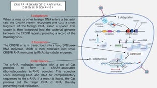 CRISPR PROKARYOTIC ANTIVIRAL
DEFENSE MECHANISM
1.Adaptation
When a virus or other foreign DNA enters a bacterial
cell, the CRISPR system recognizes and cuts a short
fragment of the foreign DNA, called a spacer. This
spacer is then integrated into the bacterial genome
between the CRISPR repeats, providing a record of the
invading virus.
2.Expression
The CRISPR array is transcribed into a long precursor
RNA molecule, which is then processed into small
CRISPR RNA molecules (crRNAs) by cellular enzymes.
3.Interference
The crRNA molecules combine with a set of Cas
proteins to form a CRISPR-associated
ribonucleoprotein (crRNP) complex. This complex
scans incoming DNA and RNA for complementary
sequences to the crRNA. If a match is found, the Cas
proteins cut the target DNA or RNA, thereby
preventing viral replication.
 