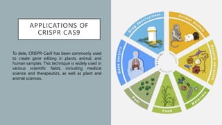 APPLICATIONS OF
CRISPR CAS9
To date, CRISPR-Cas9 has been commonly used
to create gene editing in plants, animal, and
human samples. This technique is widely used in
various scientific fields, including medical
science and therapeutics, as well as plant and
animal sciences.
 