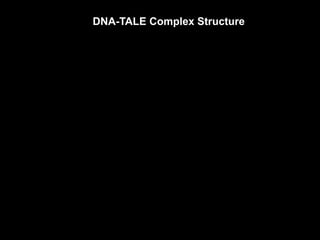 DNA-TALE Complex Structure
 