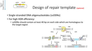 Design of repair template (optional)
• Single-stranded DNA oligonucleotides (ssODNs)
• For high HDR efficiency:
• ssODNs should contain at least 40 bp on each side which are homologous to
the target region
 