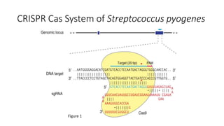 CRISPR Cas System of Streptococcus pyogenes
Figure 1
 