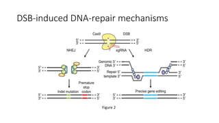 DSB-induced DNA-repair mechanisms
Figure 2
 