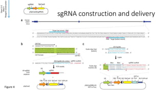 sgRNA construction and delivery
Figure 4
 