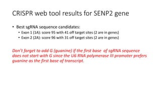 CRISPR web tool results for SENP2 gene
• Best sgRNA sequence candidates:
• Exon 1 (1A): score 95 with 41 off target sites (2 are in genes)
• Exon 2 (2A): score 96 with 31 off target sites (2 are in genes)
Don’t forget to add G (guanine) if the first base of sgRNA sequence
does not start with G since the U6 RNA polymerase III promoter prefers
guanine as the first base of transcript.
 